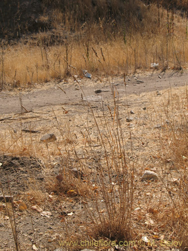 Bild von Dactylis glomerata (). Klicken Sie, um den Ausschnitt zu vergrössern.