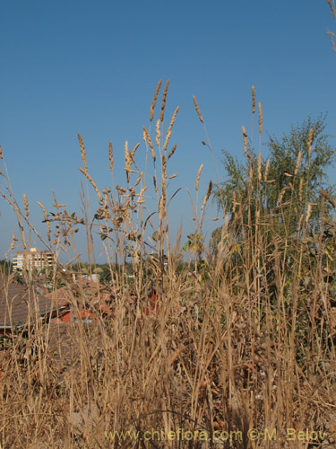 Bild von Dactylis glomerata (). Klicken Sie, um den Ausschnitt zu vergrössern.