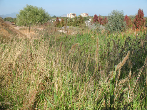 Image of Poaceae sp. #2179 (). Click to enlarge parts of image.