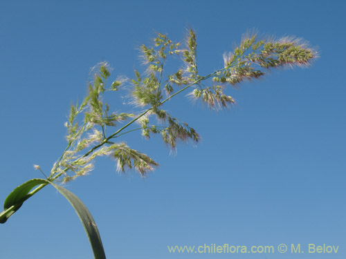 Image of Poaceae sp. #2179 (). Click to enlarge parts of image.