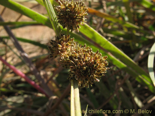 Image of Cyperus difformis (Cortadera / Lleivun). Click to enlarge parts of image.