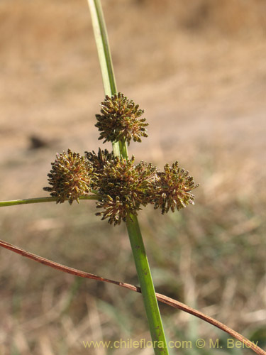 Image of Cyperus difformis (Cortadera / Lleivun). Click to enlarge parts of image.