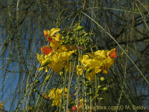 Image of Parkinsonia aculeata (Cina-cina / Parquinsonia / Espina de Jerusalem / Palo verde). Click to enlarge parts of image.