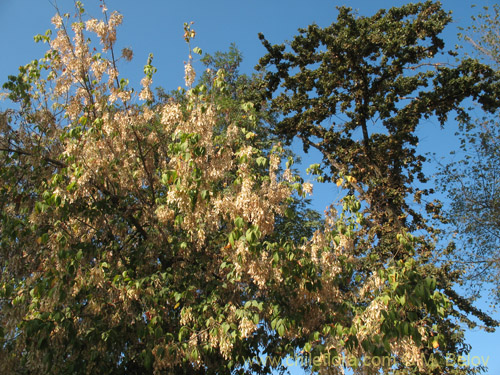 Acer negundo的照片