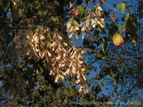 Acer negundo的照片