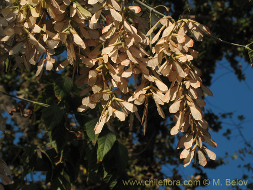 Acer negundo的照片