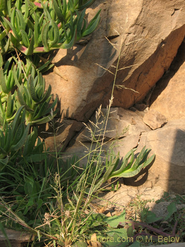 Imágen de Poaceae sp. #3144 (). Haga un clic para aumentar parte de imágen.