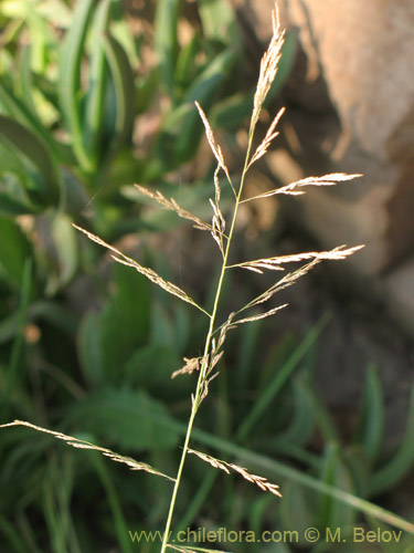 Image of Poaceae sp. #3144 (). Click to enlarge parts of image.