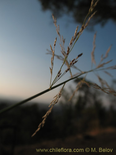 Image of Poaceae sp. #3144 (). Click to enlarge parts of image.