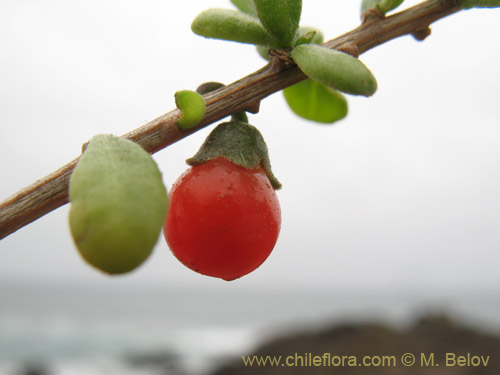 Image of Lycium chilense (Coralillo). Click to enlarge parts of image.