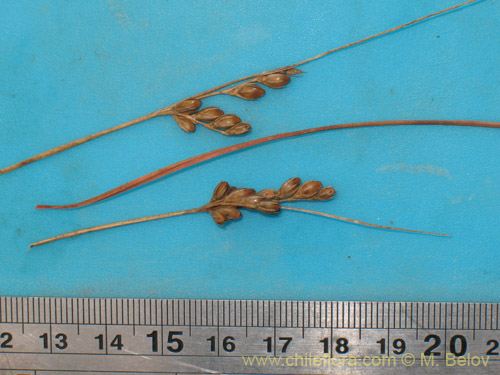 Image of Juncus bufonius (). Click to enlarge parts of image.