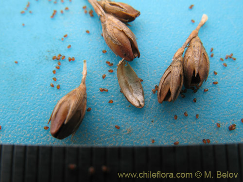 Juncus bufonius的照片