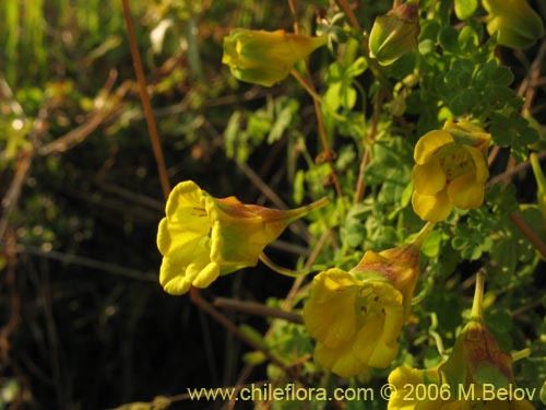Bild von Tropaeolum brachyceras (). Klicken Sie, um den Ausschnitt zu vergrössern.