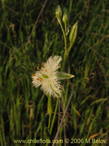 Image of Trichopetalum plumosum (Flor de la plumilla). Click to enlarge parts of image.