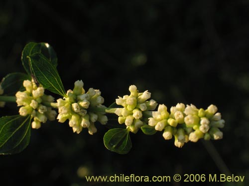 Trevoa trinervis的照片