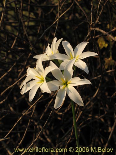 Image of Leucocoryne coquimbensis var. alba (). Click to enlarge parts of image.