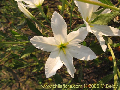 Image of Leucocoryne coquimbensis var. alba (). Click to enlarge parts of image.