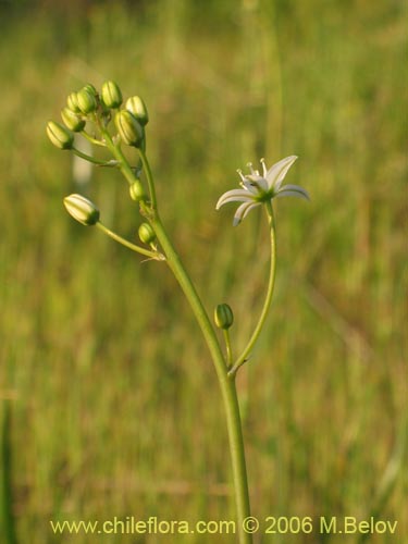 Image of Oziroe arida (Lágrimas de la Virgen / Cebolleta). Click to enlarge parts of image.