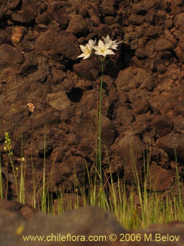 Image of Leucocoryne coquimbensis var. alba (). Click to enlarge parts of image.