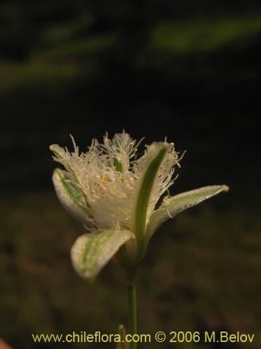 Image of Trichopetalum plumosum (Flor de la plumilla). Click to enlarge parts of image.