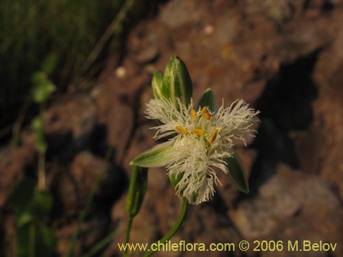 Image of Trichopetalum plumosum (Flor de la plumilla). Click to enlarge parts of image.