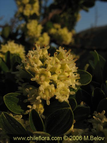 Trevoa trinervis的照片