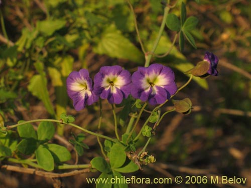 Tropaeolum azureum의 사진