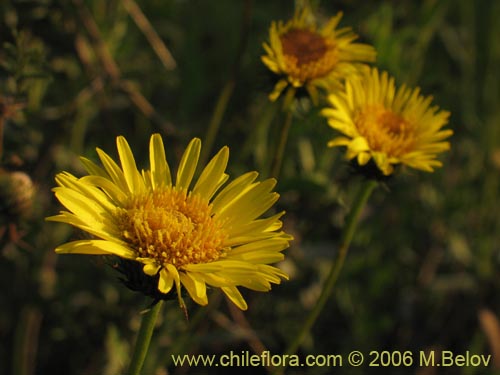 Bild von Haplopappus sp. #1589 (). Klicken Sie, um den Ausschnitt zu vergrössern.