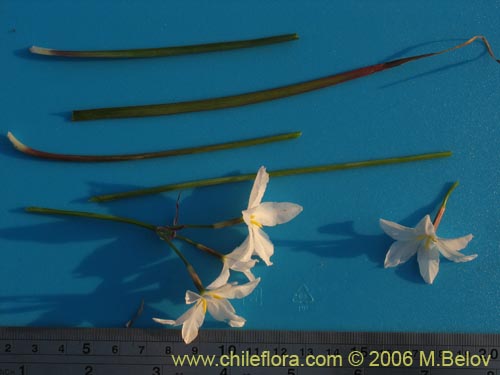 Image of Leucocoryne coquimbensis var. alba (). Click to enlarge parts of image.