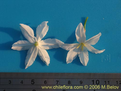 Image of Leucocoryne coquimbensis var. alba (). Click to enlarge parts of image.