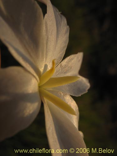 Image of Leucocoryne coquimbensis var. alba (). Click to enlarge parts of image.