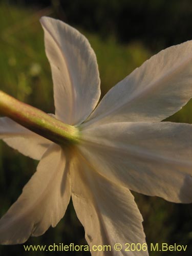 Image of Leucocoryne coquimbensis var. alba (). Click to enlarge parts of image.