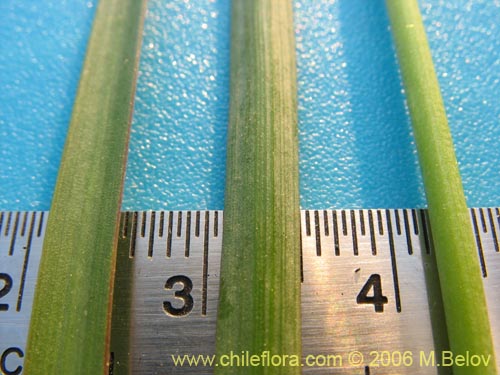 Image of Leucocoryne coquimbensis var. alba (). Click to enlarge parts of image.