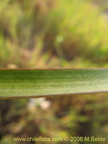 Image of Leucocoryne coquimbensis var. alba (). Click to enlarge parts of image.