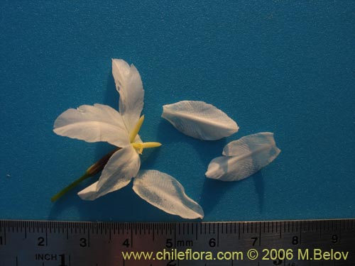 Image of Leucocoryne coquimbensis var. alba (). Click to enlarge parts of image.