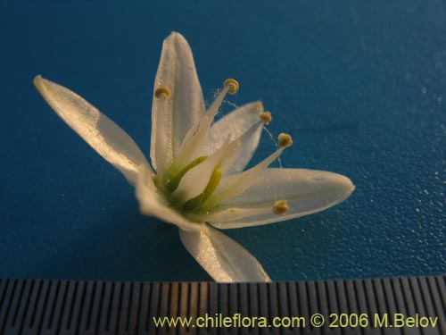 Imágen de Oziroe arida (Lágrimas de la Virgen / Cebolleta). Haga un clic para aumentar parte de imágen.