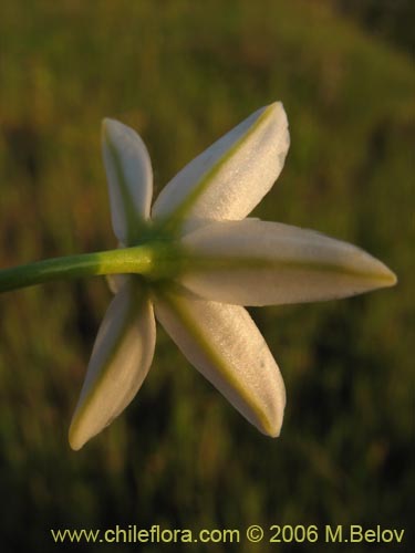 Imágen de Oziroe arida (Lágrimas de la Virgen / Cebolleta). Haga un clic para aumentar parte de imágen.