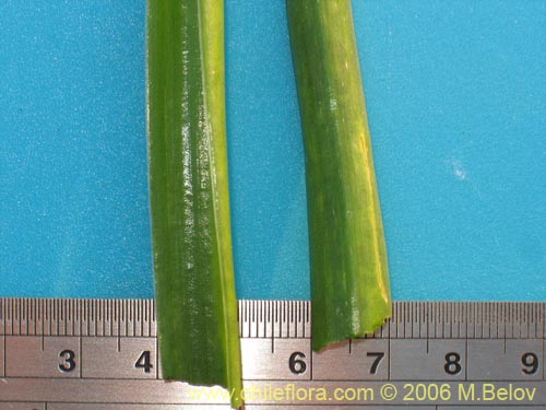 Imágen de Oziroe arida (Lágrimas de la Virgen / Cebolleta). Haga un clic para aumentar parte de imágen.