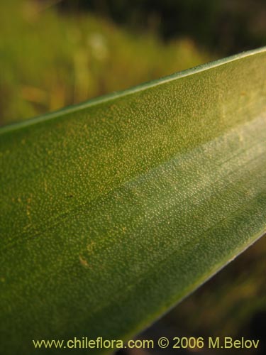 Imágen de Oziroe arida (Lágrimas de la Virgen / Cebolleta). Haga un clic para aumentar parte de imágen.