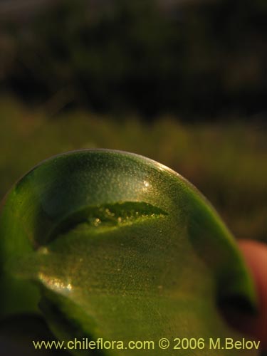 Imágen de Oziroe arida (Lágrimas de la Virgen / Cebolleta). Haga un clic para aumentar parte de imágen.