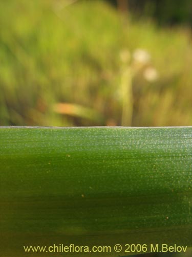 Imágen de Oziroe arida (Lágrimas de la Virgen / Cebolleta). Haga un clic para aumentar parte de imágen.