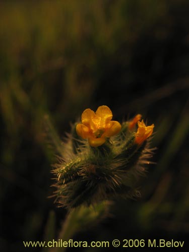 Amsinckia calycina의 사진