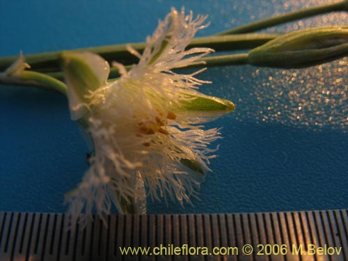 Image of Trichopetalum plumosum (Flor de la plumilla). Click to enlarge parts of image.
