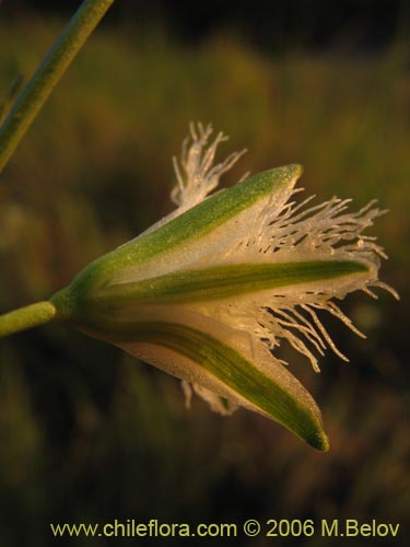 Image of Trichopetalum plumosum (Flor de la plumilla). Click to enlarge parts of image.