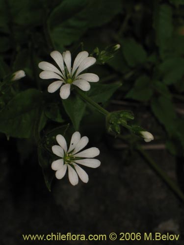 Stellaria chilensis的照片