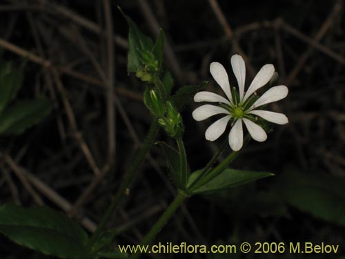 Stellaria chilensis的照片