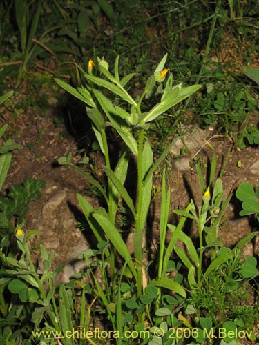 Image of Unidentified Plant sp. #2373 (). Click to enlarge parts of image.