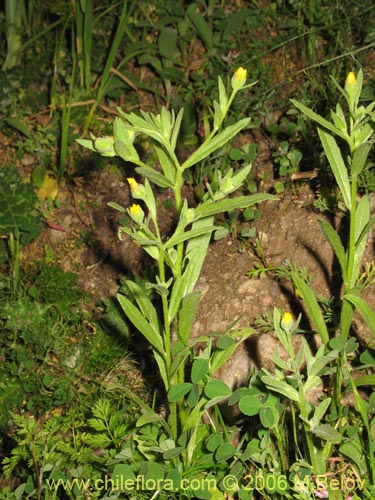 Image of Unidentified Plant sp. #2373 (). Click to enlarge parts of image.