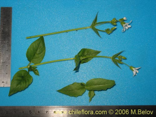 Stellaria chilensis的照片