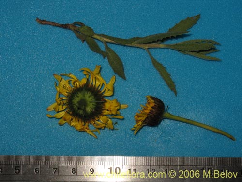 Bild von Haplopappus sp. #1589 (). Klicken Sie, um den Ausschnitt zu vergrössern.